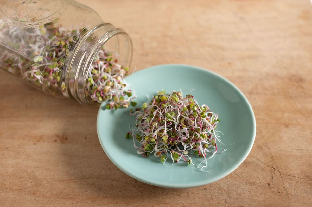 Radish, China Rose – Organic Sprouting Seeds